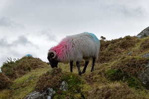 Connemara - Shetland Sheep