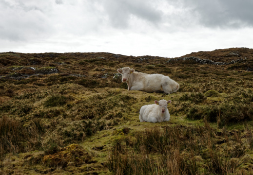 Connemara - Cow & calf