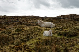 Connemara - Cow & calf