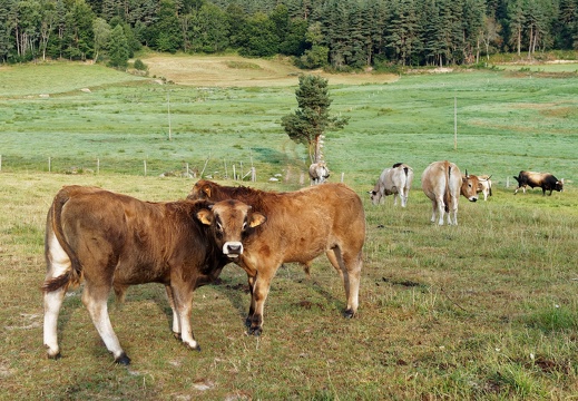Veaux et vaches d'Aubrac