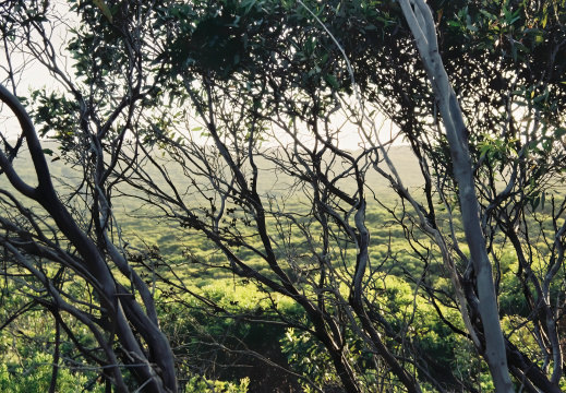 Kangaru Island