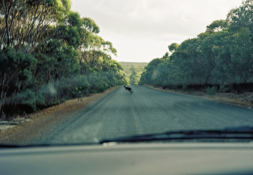 Kangaru Island