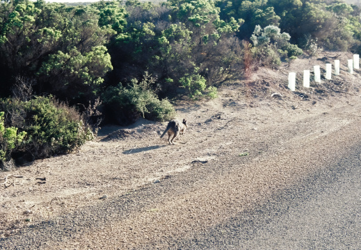 Kangaru Island - Cape du Couedic lighthouse