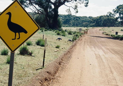 Kangaru Island