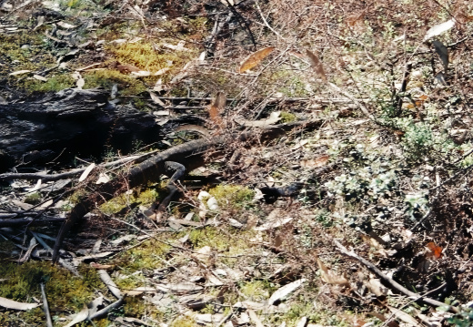 Kangaru Island