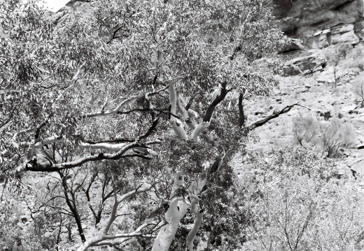 Watarrka National Park