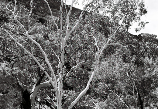 Watarrka National Park