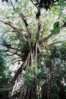 Cathedral Fig Tree  - Yungaburra 