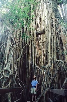 Cathedral Fig Tree  - Yungaburra 