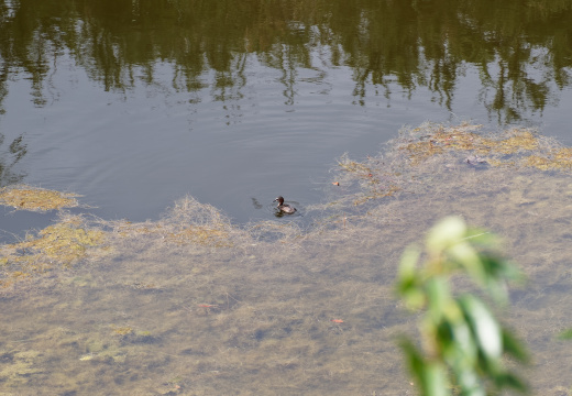 Réserve ornithologique du Teich