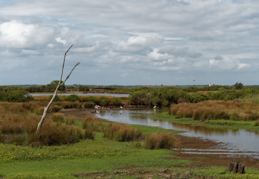 Réserve ornithologique du Teich