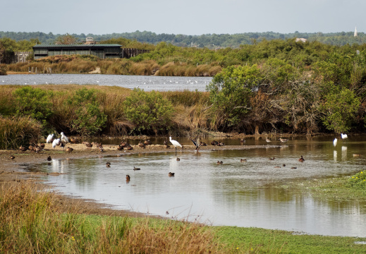 Réserve ornithologique du Teich