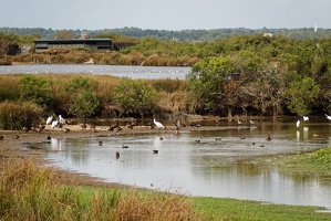 Réserve ornithologique du Teich
