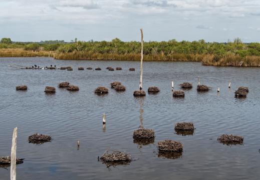 Réserve ornithologique du Teich