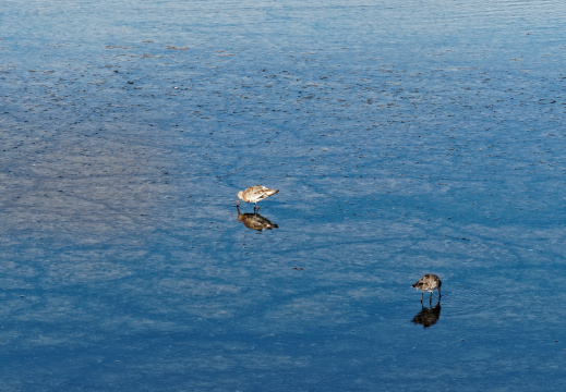 Réserve ornithologique du Teich