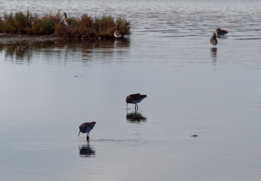 Réserve ornithologique du Teich