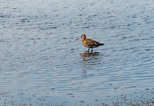 Réserve ornithologique du Teich