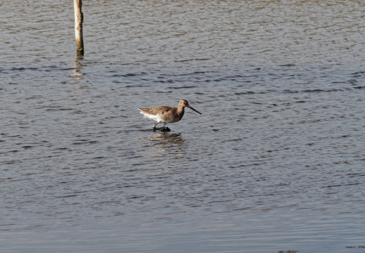 Réserve ornithologique du Teich