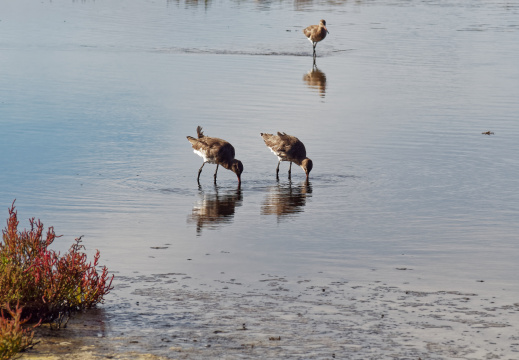 Réserve ornithologique du Teich