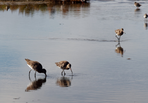 Réserve ornithologique du Teich