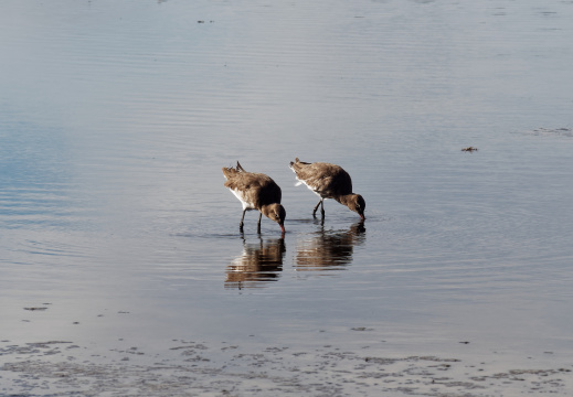 Réserve ornithologique du Teich