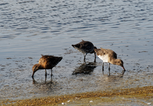 Réserve ornithologique du Teich