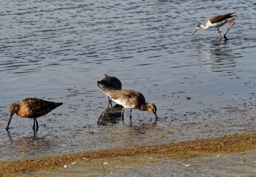 Réserve ornithologique du Teich