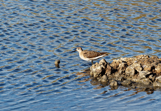 Réserve ornithologique du Teich