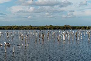 Réserve ornithologique du Teich