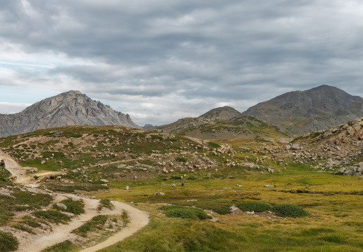 Brebis au col de Granon