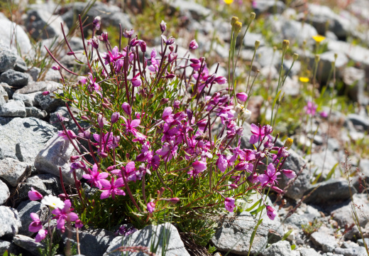 Fleurs de montagne