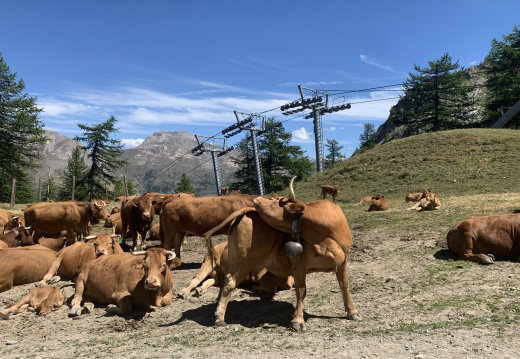 Skieuses d'été