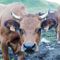 Le Manchet - Vache tarine
