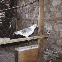 Été 88 - Pigeons