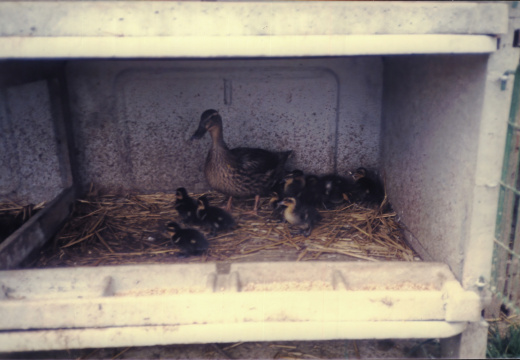 Ferluc - Canards en cage