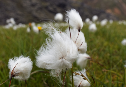 Prairies - Landmannalaugar