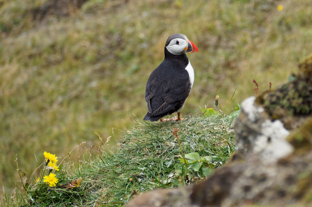 Macareux - Phare et presqu'île de Dyrhólaey - Islande - Jour 3 2021-08-18-142821-00.jpg
