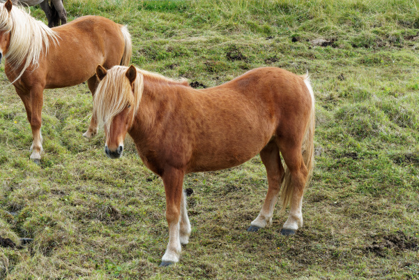 Chevaux islandais