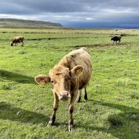 Vaches - Ferme Erpsstaðir