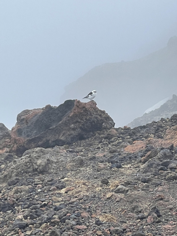 Öskjuvatn (Askja) 2023-07-12-130006-495.jpg
