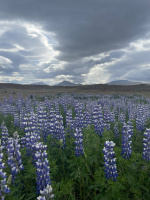 Lupins - Route F338