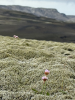 Ófærufoss - ⁨Vatnajökull National Park⁩