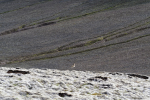 Ófærufoss - ⁨Vatnajökull National Park⁩