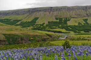 Strútsfoss