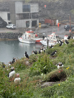 Macareux à Borgarfjarðarhöfn