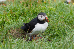 Macareux à Borgarfjarðarhöfn