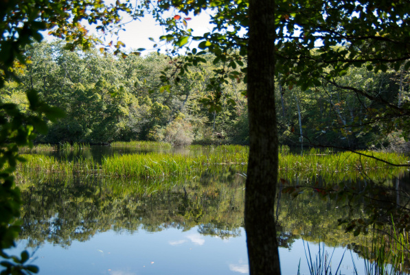 Pond, Cedar Tree Neck Sanctuary