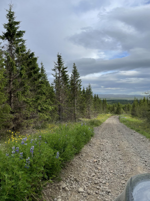 Sapins - Route F333